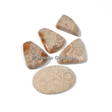 Fossil Coral Cabochons